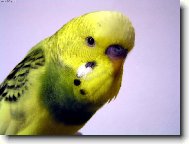Pep�