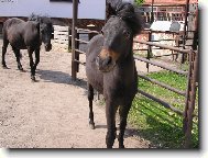 Vendel�nek