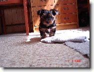 bacha ,kou�u ,trh�m.