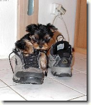 Ron�k v bot�