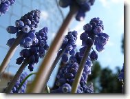 kv�tinka