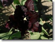 Tulip�n noci