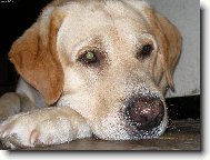 Tobi�