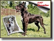 N�meck� dogy
