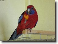 Papou�ek Figo