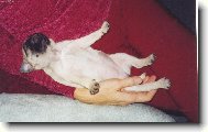 Mops� miminko