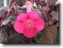 Achimenes, Honz�k, K�iv�tka