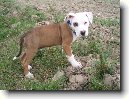 Americk� pitbull teri�r