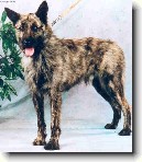 Ardensk� bouvier