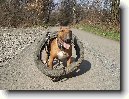 Bulteri�r (Bullteri�r)