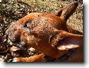 Bulteri�r (Bullteri�r)
