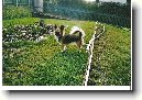 �ivava