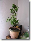 Citron�k