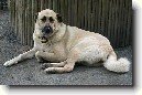Anatolsk� pasteveck� pes