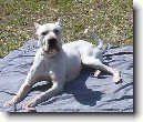 Argentinsk� doga