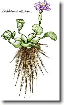 Vodn� hyacint