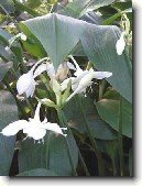 Eucharis, l�benka