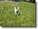 Jack Russel�v Teri�r