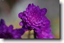 Jasm�n