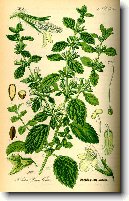 Medu�ka L�ka�sk�