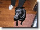 Patterdale teri�r