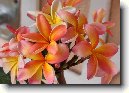 Plum�rie