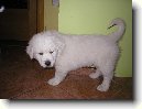 Slovensk� �uva�