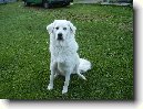 Slovensk� �uva�