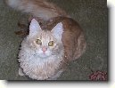 Tureck� Angora