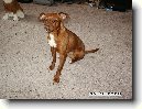 Trpasli�� pin�