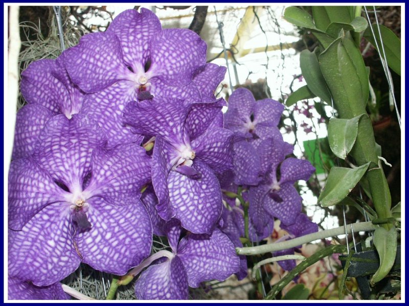 Foto: Kr�sa orchideje.