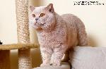 Chovatelska stanice ps�: NIMBLE CAT