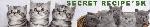 Chovatelska stanice ps�: SECRET RECIPE,SK