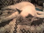 Chovatelska stanice ps�: WHITE WITCH
